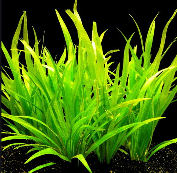 Echinodorus Latifolius in vitro porcja
